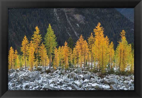 Framed Alpine Larches North Cascades Print