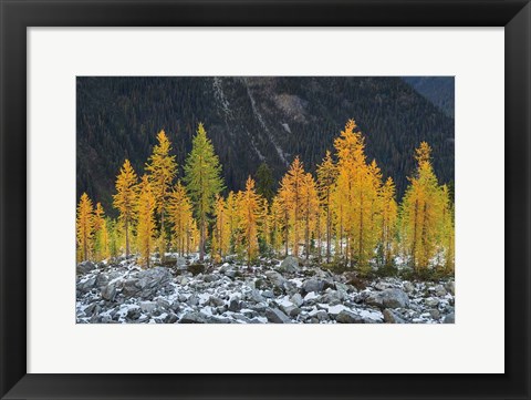 Framed Alpine Larches North Cascades Print