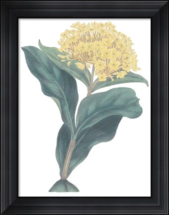 Framed Harlequin Floral Cool Print