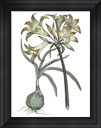 Framed Vintage Floral I on White Print