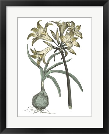 Framed Vintage Floral I on White Print