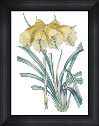 Framed Antique Botanical XXIV Cool Print