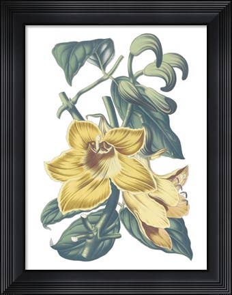 Framed Antique Botanical XVIII Cool Print