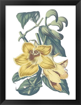 Framed Antique Botanical XVIII Cool Print