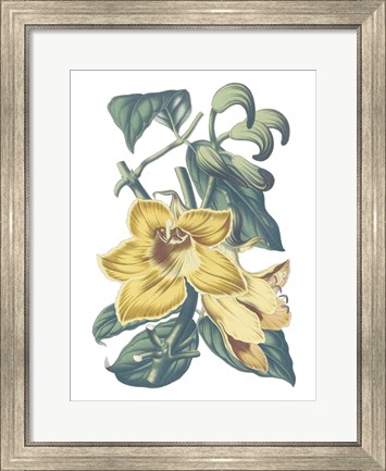 Framed Antique Botanical XVIII Cool Print