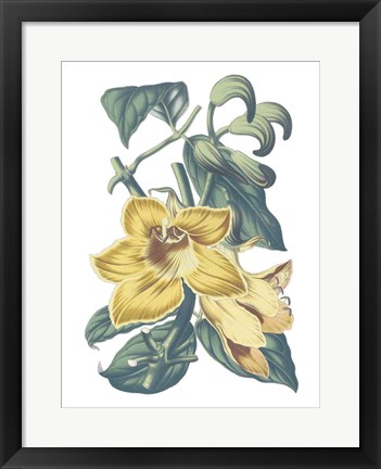 Framed Antique Botanical XVIII Cool Print