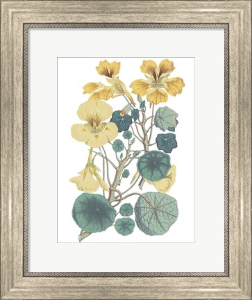 Framed Antique Botanical XVII Cool Print