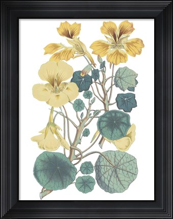 Framed Antique Botanical XVII Cool Print