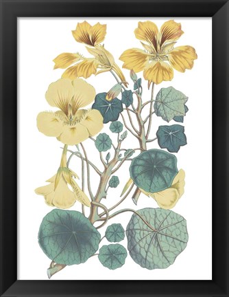 Framed Antique Botanical XVII Cool Print