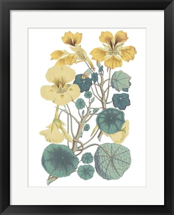 Framed Antique Botanical XVII Cool Print