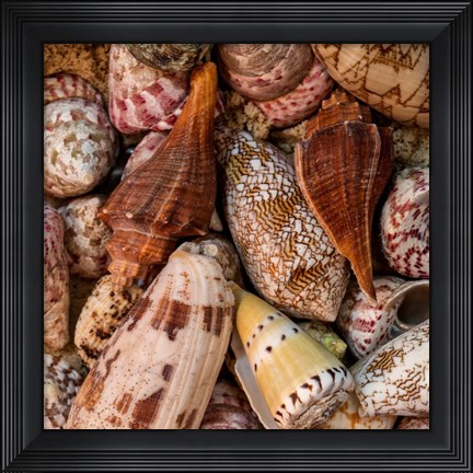 Framed Mini Conch Shells II Print