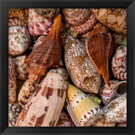 Framed Mini Conch Shells II Print