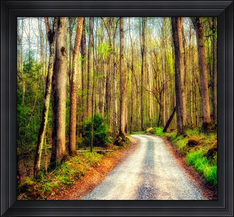Framed Wood Path Print