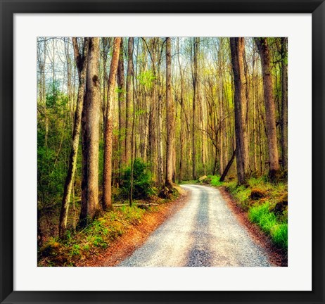 Framed Wood Path Print