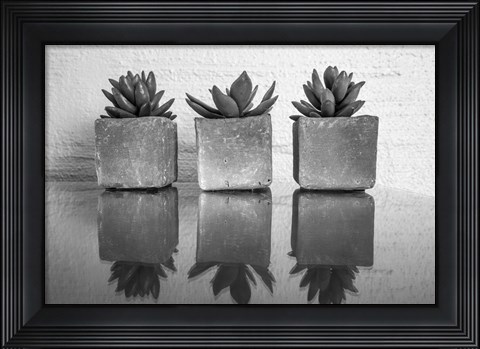 Framed Potted Succulent Print