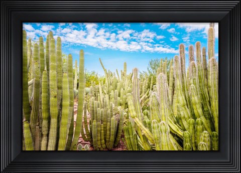 Framed Cactus Garden Print