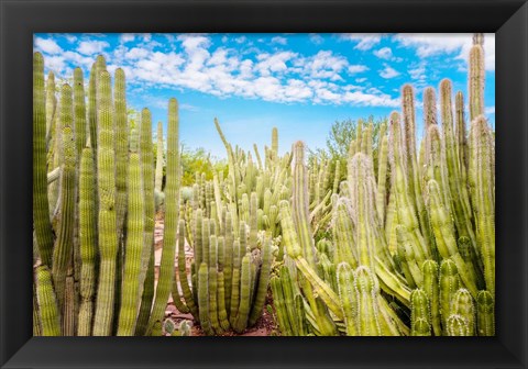 Framed Cactus Garden Print