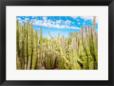 Framed Cactus Garden Print