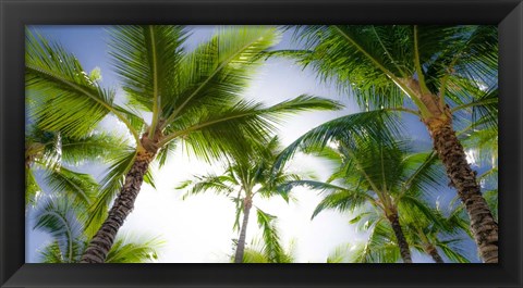 Framed Oahu Palms Print