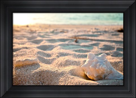 Framed Concha III Print