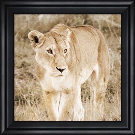Framed Lioness in Kenya (sepia) Print