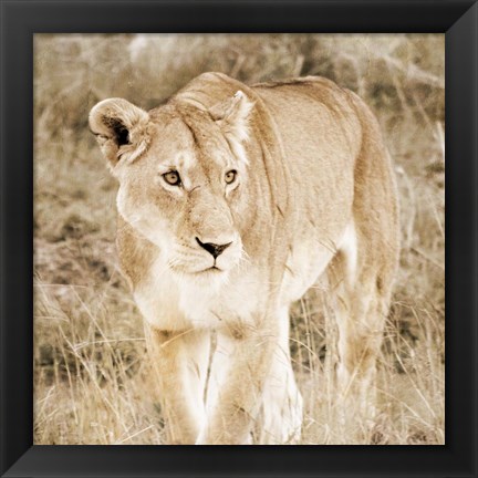 Framed Lioness in Kenya (sepia) Print