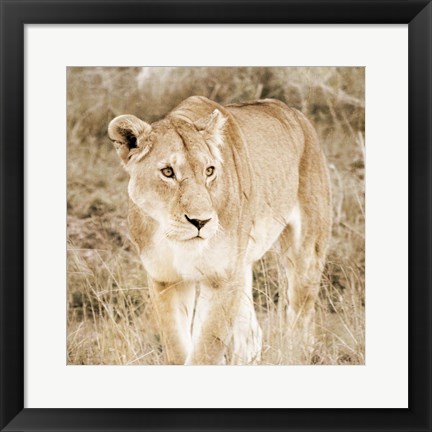 Framed Lioness in Kenya (sepia) Print