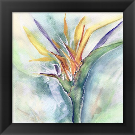 Framed Bird of Paradise I Print