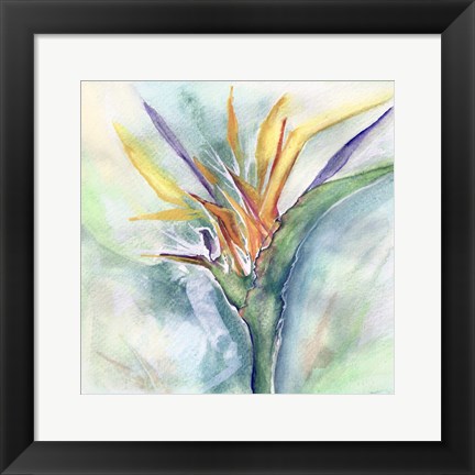 Framed Bird of Paradise I Print