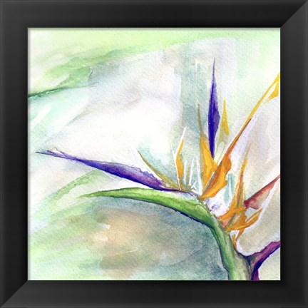 Framed Bird of Paradise II Print