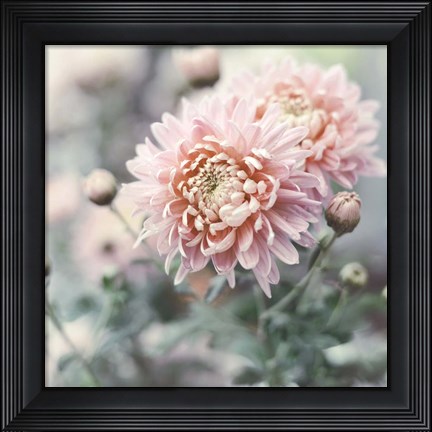 Framed Muted Daisy Print