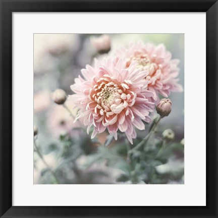 Framed Muted Daisy Print