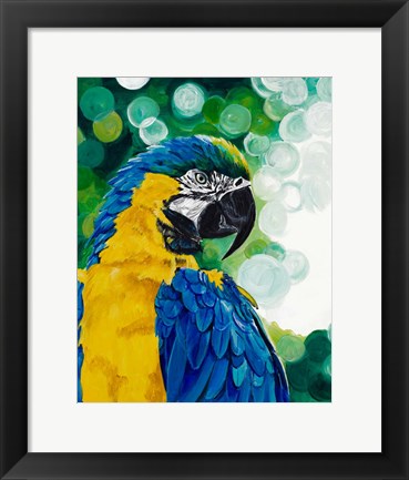 Framed Brilliant Parrot Print