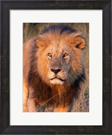Framed Approaching Lion Print