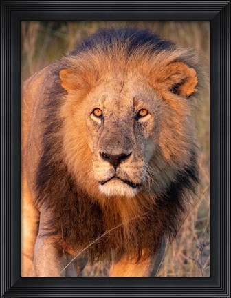 Framed Approaching Lion Print