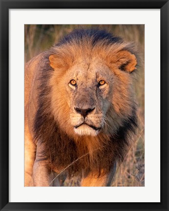 Framed Approaching Lion Print