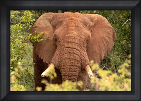 Framed Elephant on Alert Print
