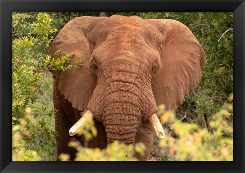 Framed Elephant on Alert Print