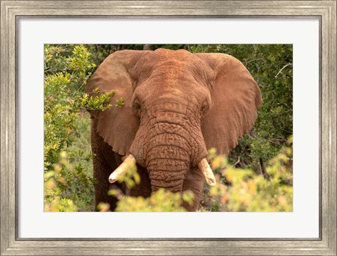 Framed Elephant on Alert Print