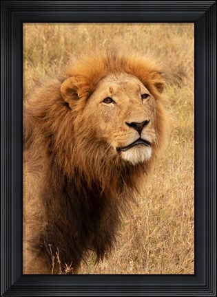 Framed Lion&#39;s Intent Stare Print