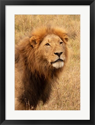 Framed Lion&#39;s Intent Stare Print