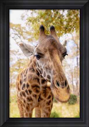 Framed Curious Giraffe Print