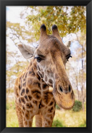 Framed Curious Giraffe Print