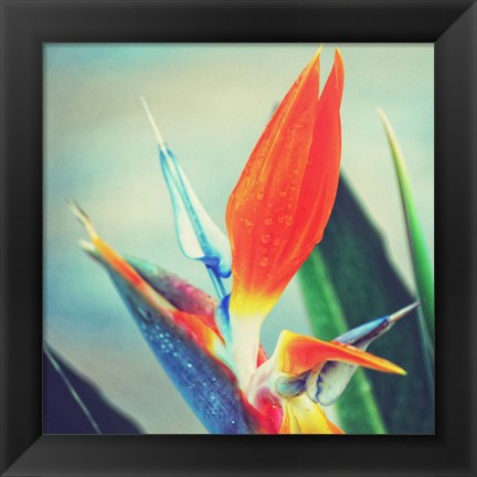 Framed Tropical Floral II Print