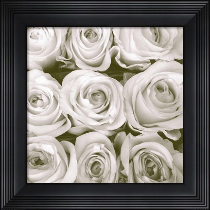 Framed Rose in Bloom Square Print