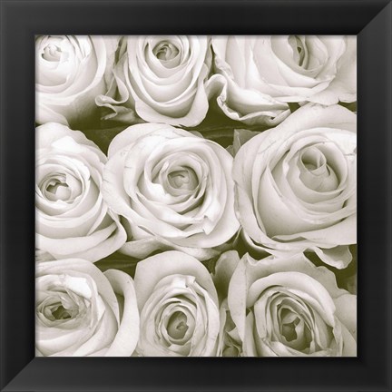 Framed Rose in Bloom Square Print