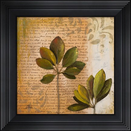 Framed Botanica II Print