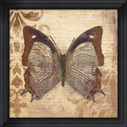 Framed Butterfly Print