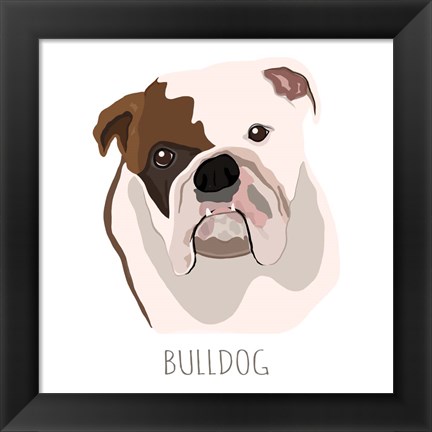 Framed Bull Dog Print