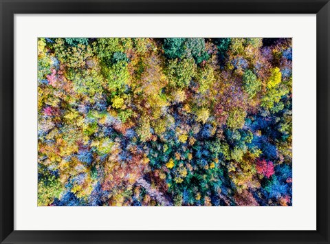 Framed Aerial Fall Trees Print